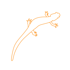 Animals Salamanders Jefferson Salamander Line Art Svg Vector, Free Vectors File
